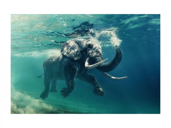 Üvegkép Elephant, 120 x 80 cm