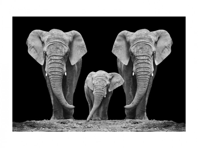 Üvegkép Elephant Family, 120 x 80 cm