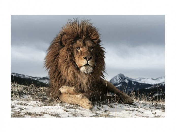 Üvegkép Lion, 120 x 80 cm