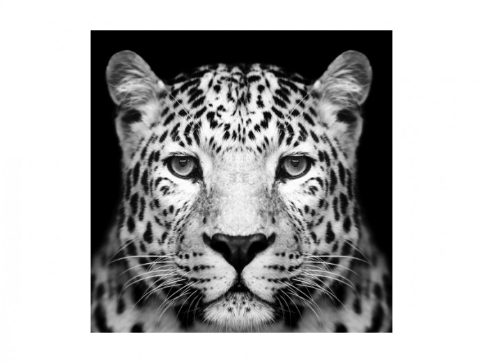 Üvegkép Panther, 80 x 80 cm