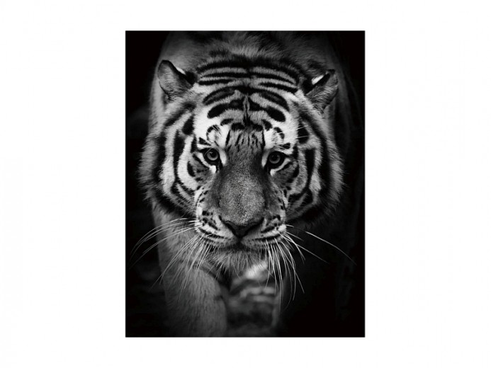 Üvegkép Tiger, 80 x 120 cm